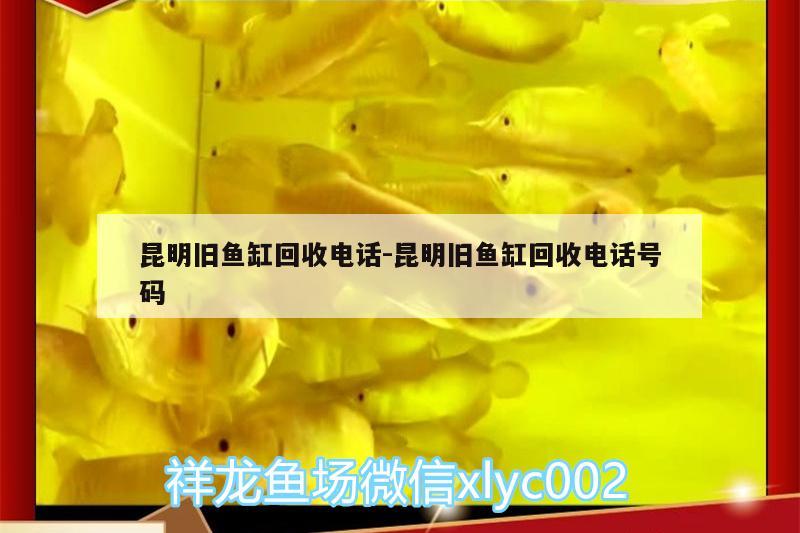 昆明旧鱼缸回收电话:昆明旧鱼缸回收电话号码 鱼缸百科