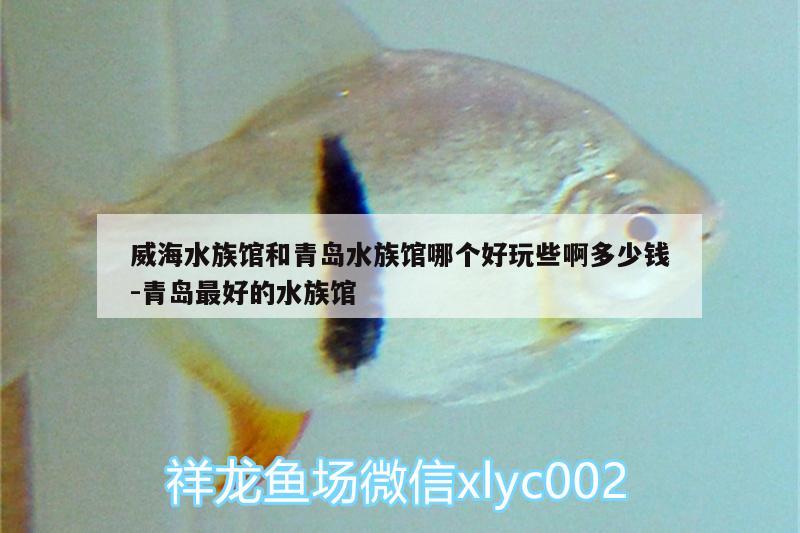 威海水族馆和青岛水族馆哪个好玩些啊多少钱:青岛最好的水族馆 鱼缸百科