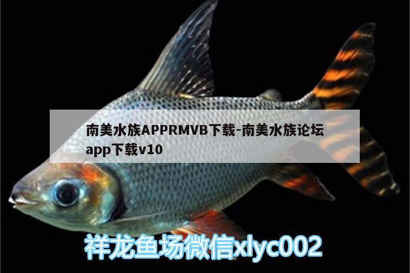 南美水族APPRMVB下载:南美水族论坛app下载v10