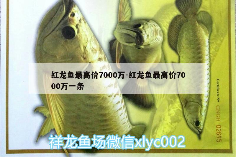 红龙鱼最高价7000万:红龙鱼最高价7000万一条 斑马狗头鱼