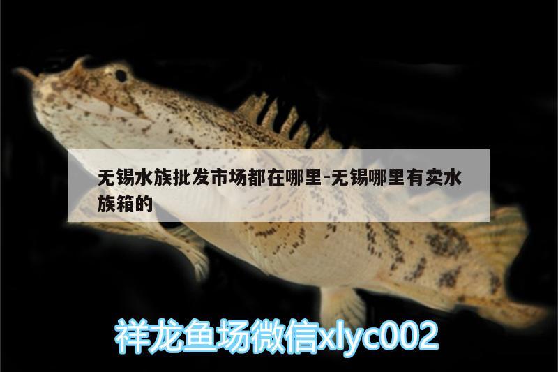 无锡水族批发市场都在哪里:无锡哪里有卖水族箱的 观赏鱼水族批发市场