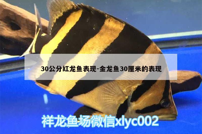 30公分红龙鱼表现:金龙鱼30厘米的表现 祥龙传奇品牌鱼缸