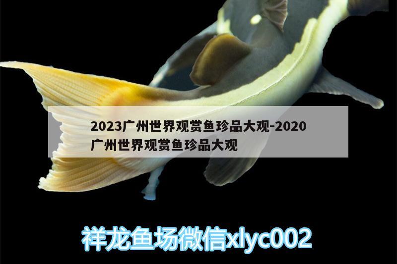 2023广州世界观赏鱼珍品大观:2020广州世界观赏鱼珍品大观