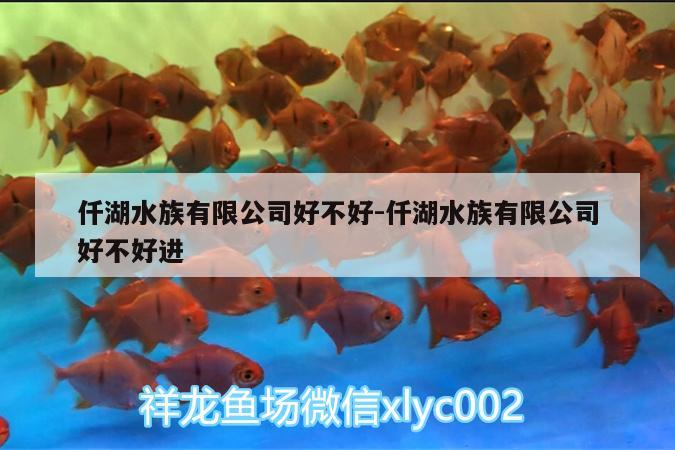 仟湖水族有限公司好不好:仟湖水族有限公司好不好进