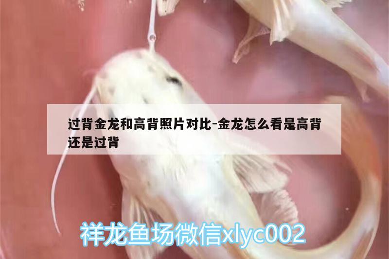 过背金龙和高背照片对比:金龙怎么看是高背还是过背 印尼虎苗