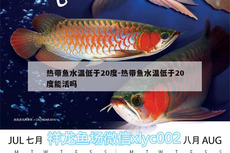 热带鱼水温低于20度:热带鱼水温低于20度能活吗