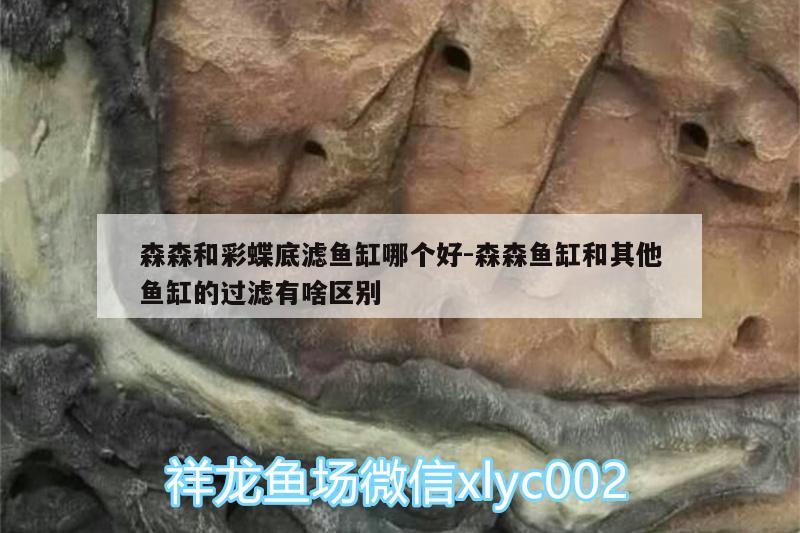 森森和彩蝶底滤鱼缸哪个好:森森鱼缸和其他鱼缸的过滤有啥区别 成吉思汗鲨（球鲨）鱼