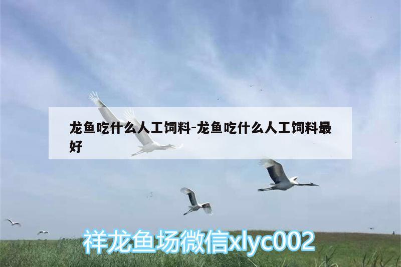 龙鱼吃什么人工饲料:龙鱼吃什么人工饲料最好