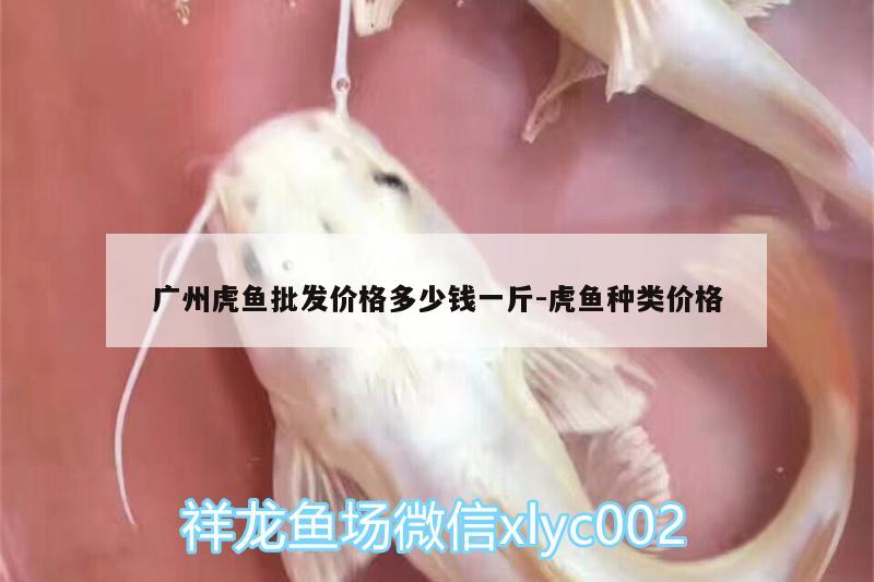 广州虎鱼批发价格多少钱一斤:虎鱼种类价格 虎鱼
