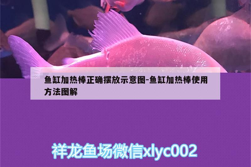 鱼缸加热棒正确摆放示意图:鱼缸加热棒使用方法图解 黑水素