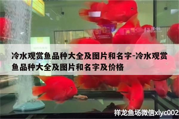 冷水观赏鱼品种大全及图片和名字:冷水观赏鱼品种大全及图片和名字及价格