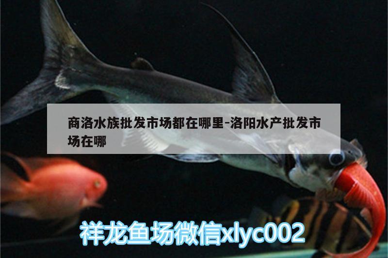 商洛水族批发市场都在哪里:洛阳水产批发市场在哪 观赏鱼水族批发市场