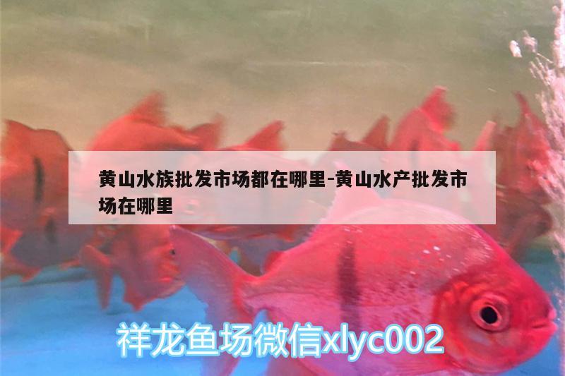 黄山水族批发市场都在哪里:黄山水产批发市场在哪里