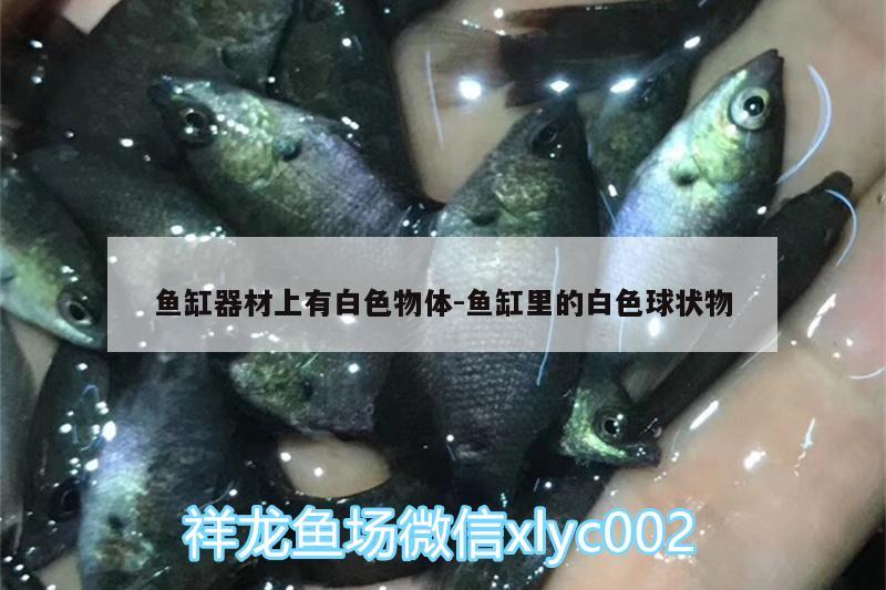 鱼缸器材上有白色物体:鱼缸里的白色球状物 委内瑞拉奥里诺三间鱼苗