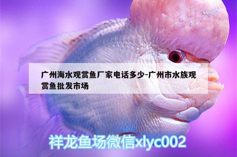 广州海水观赏鱼厂家电话多少:广州市水族观赏鱼批发市场