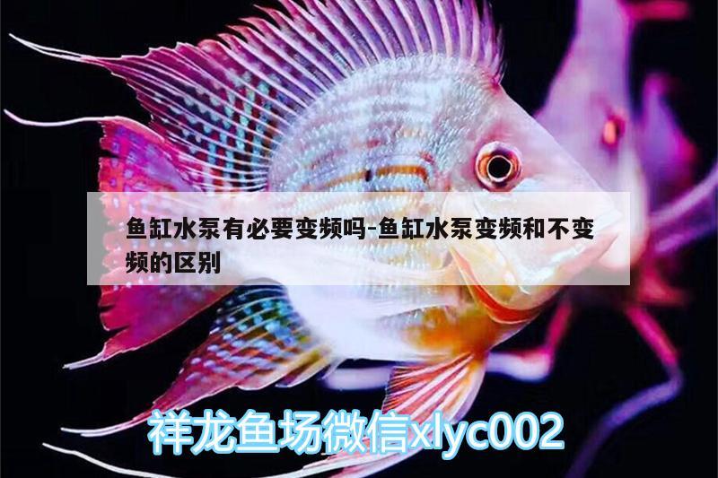 鱼缸水泵有必要变频吗:鱼缸水泵变频和不变频的区别 鱼缸水泵