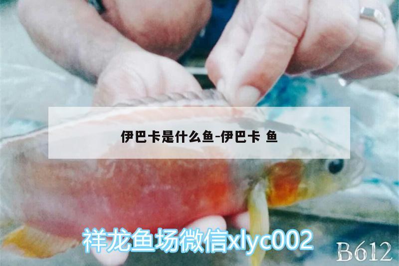 伊巴卡是什么鱼:伊巴卡鱼 伊巴卡鱼