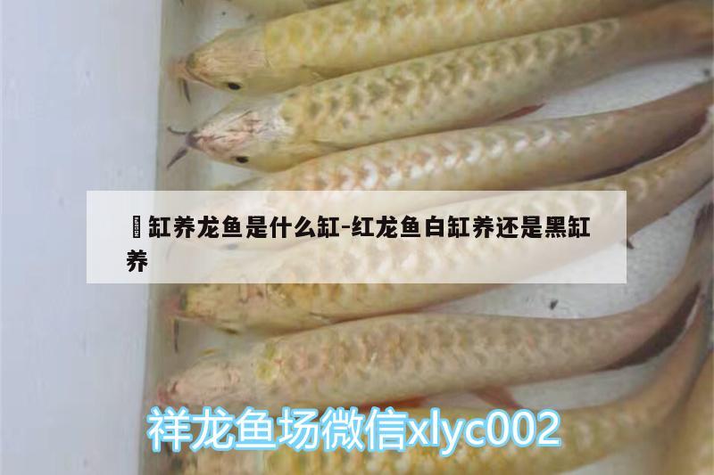 黒缸养龙鱼是什么缸:红龙鱼白缸养还是黑缸养