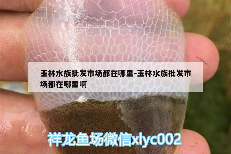 玉林水族批发市场都在哪里:玉林水族批发市场都在哪里啊