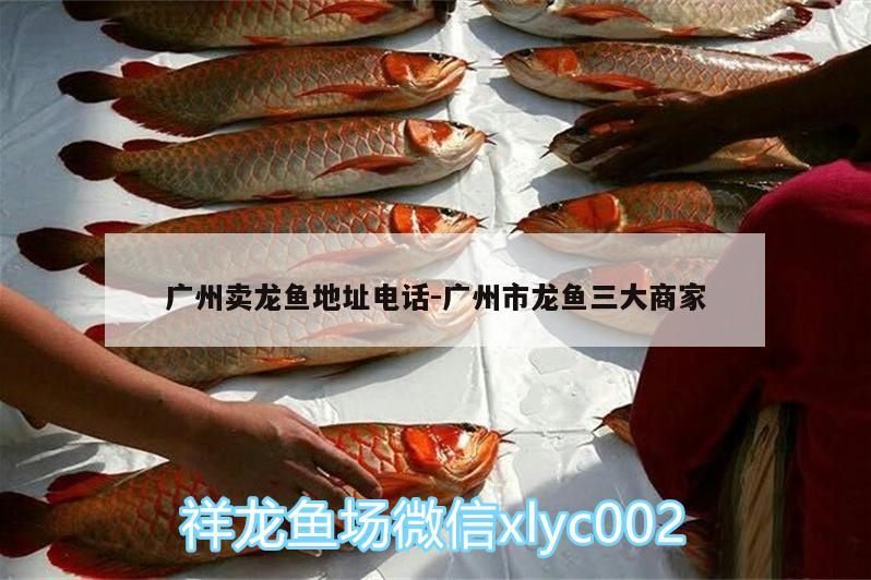 广州卖龙鱼地址电话:广州市龙鱼三大商家 祥龙水族护理水