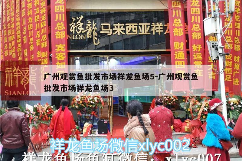 广州观赏鱼批发市场祥龙鱼场5:广州观赏鱼批发市场祥龙鱼场3