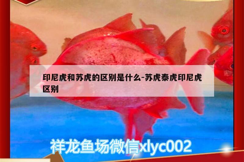 印尼虎和苏虎的区别是什么:苏虎泰虎印尼虎区别 苏虎