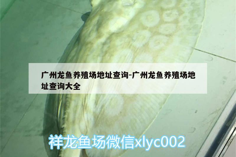 广州龙鱼养殖场地址查询:广州龙鱼养殖场地址查询大全