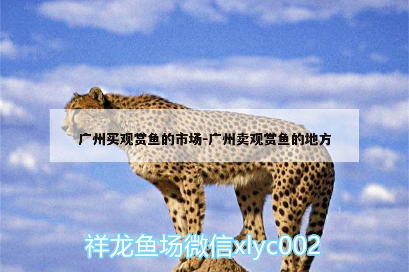 广州买观赏鱼的市场:广州卖观赏鱼的地方 水族用品