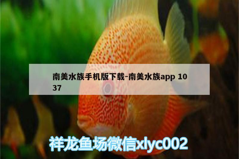 南美水族手机版下载:南美水族app1037 豹纹夫鱼苗