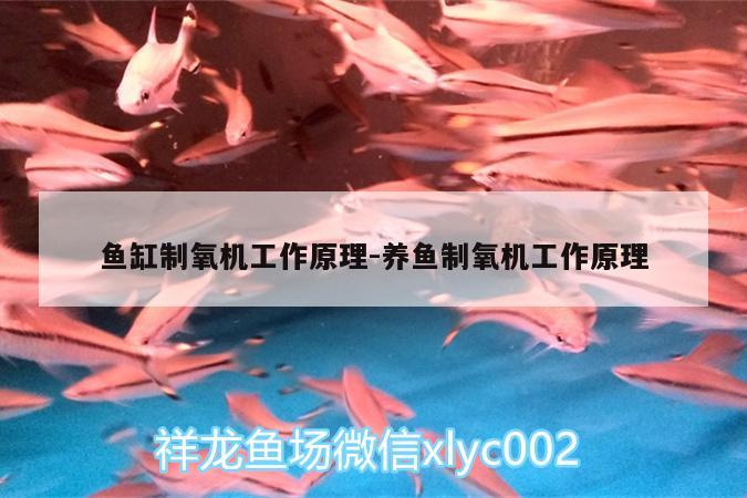 鱼缸制氧机工作原理:养鱼制氧机工作原理 绿皮皇冠豹鱼