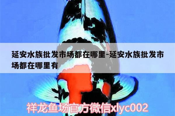 延安水族批发市场都在哪里:延安水族批发市场都在哪里有 观赏鱼水族批发市场 第2张