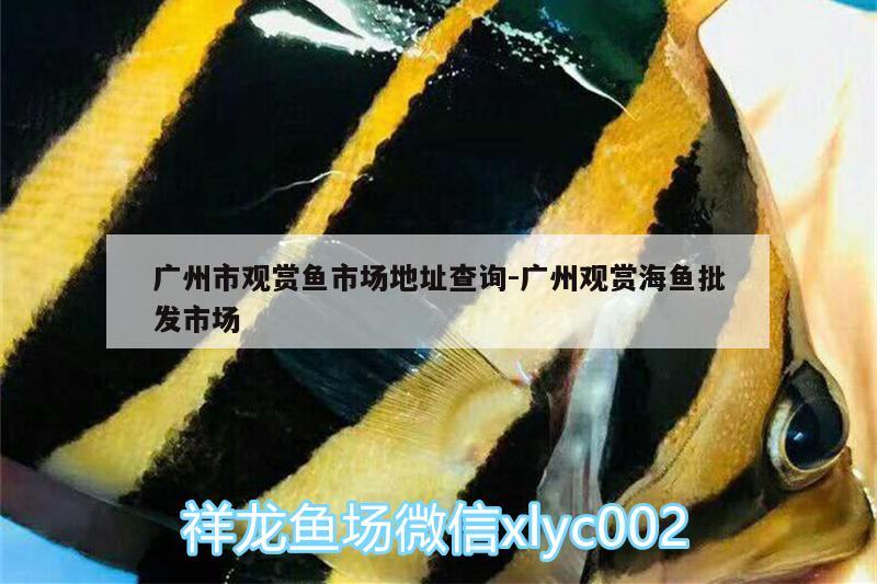 广州市观赏鱼市场地址查询:广州观赏海鱼批发市场