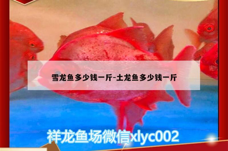 雪龙鱼多少钱一斤:土龙鱼多少钱一斤 鱼缸/水族箱