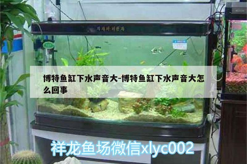 博特鱼缸下水声音大:博特鱼缸下水声音大怎么回事 博特水族