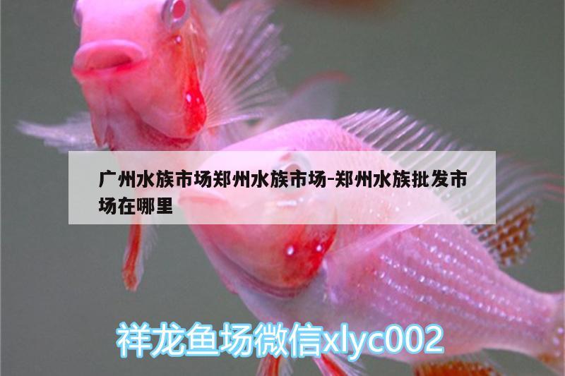 广州水族市场郑州水族市场:郑州水族批发市场在哪里 观赏鱼水族批发市场