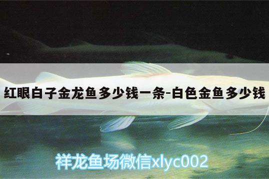 红眼白子金龙鱼多少钱一条:白色金鱼多少钱 白子金龙鱼