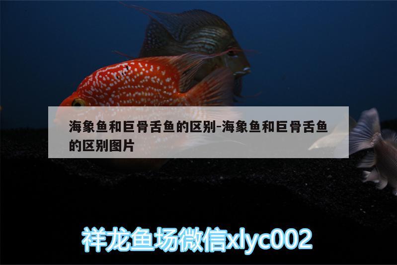 海象鱼和巨骨舌鱼的区别:海象鱼和巨骨舌鱼的区别图片