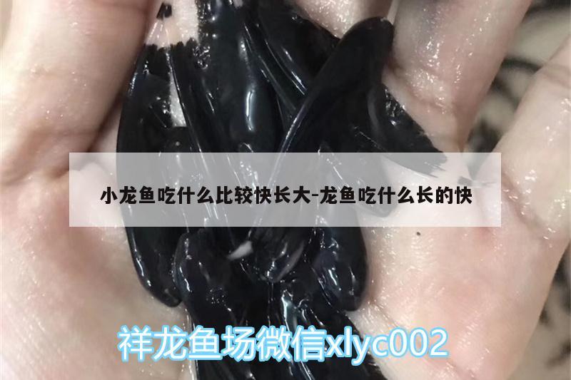 小龙鱼吃什么比较快长大:龙鱼吃什么长的快