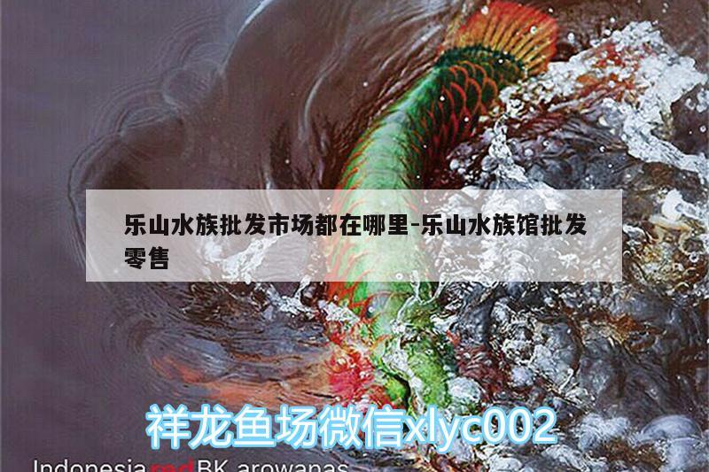 乐山水族批发市场都在哪里:乐山水族馆批发零售 观赏鱼水族批发市场