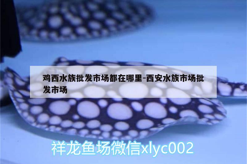 鸡西水族批发市场都在哪里:西安水族市场批发市场 观赏鱼水族批发市场