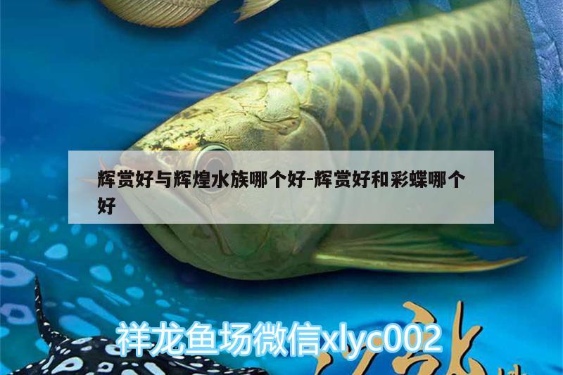 辉赏好与辉煌水族哪个好:辉赏好和彩蝶哪个好