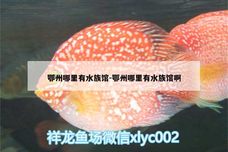 鄂州哪里有水族馆:鄂州哪里有水族馆啊 朱巴利鱼