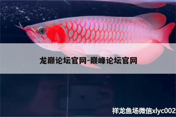 龙巅论坛官网:巅峰论坛官网 马拉莫宝石鱼苗