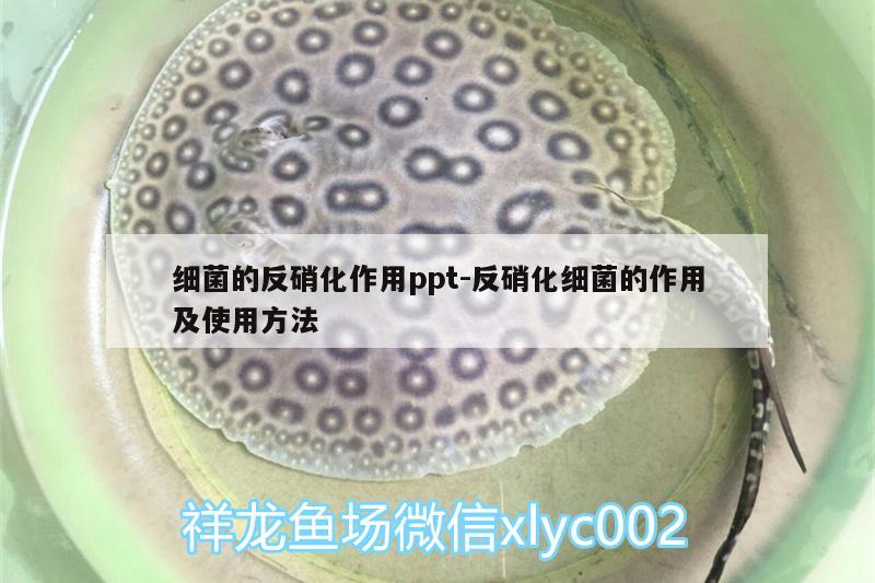 细菌的反硝化作用ppt:反硝化细菌的作用及使用方法 硝化细菌