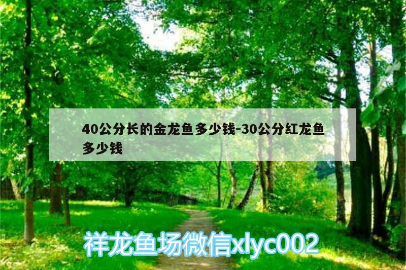 40公分长的金龙鱼多少钱:30公分红龙鱼多少钱