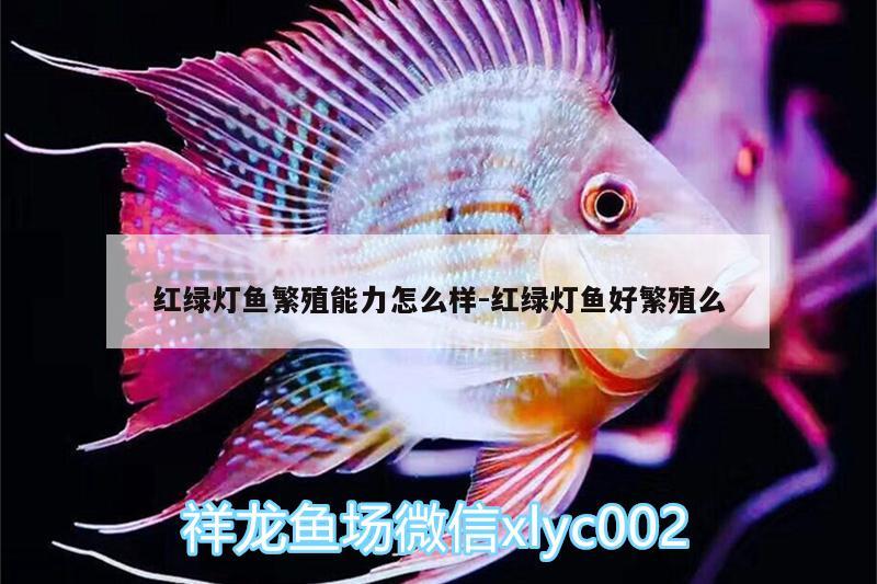 红绿灯鱼繁殖能力怎么样:红绿灯鱼好繁殖么