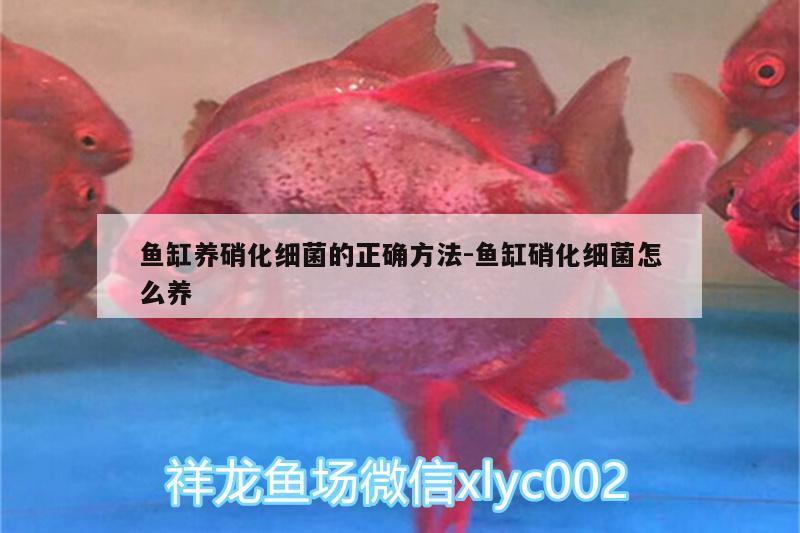 鱼缸养硝化细菌的正确方法:鱼缸硝化细菌怎么养