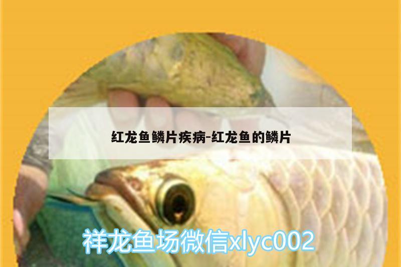 红龙鱼鳞片疾病:红龙鱼的鳞片 元宝鲫