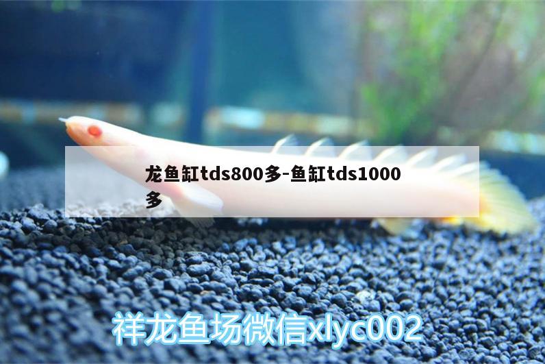 龙鱼缸tds800多:鱼缸tds1000多