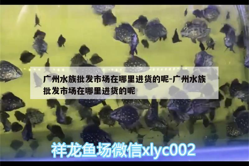 广州水族批发市场在哪里进货的呢:广州水族批发市场在哪里进货的呢 观赏鱼水族批发市场 第2张